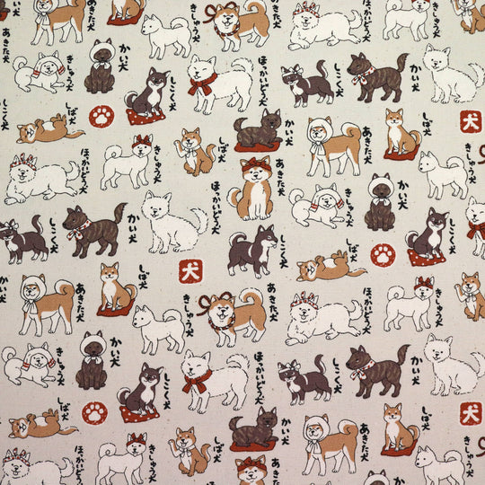 Shiba Inu Hunderassen - Creme