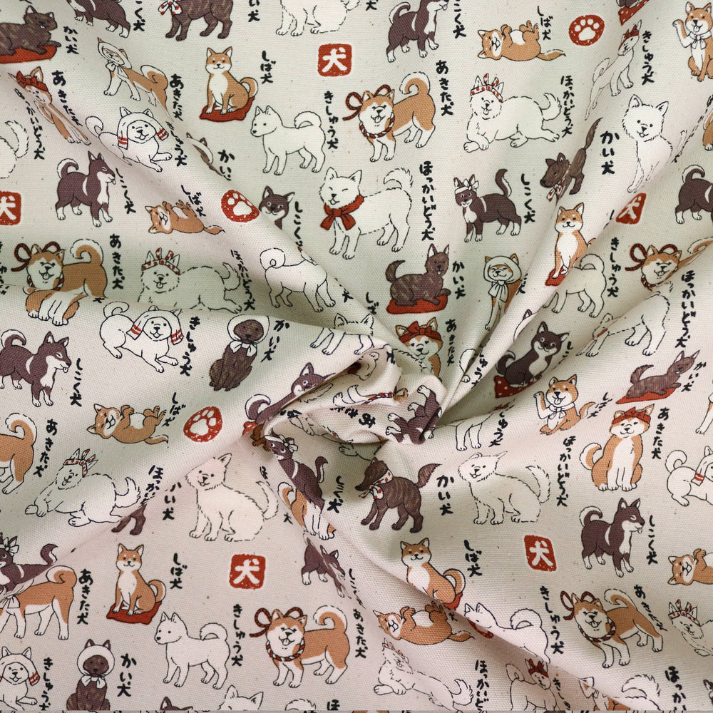 Shiba Inu Hunderassen - Creme
