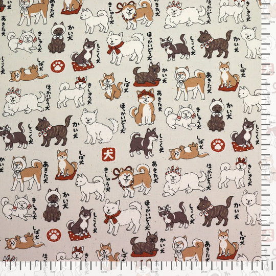 Shiba Inu Hunderassen - Creme